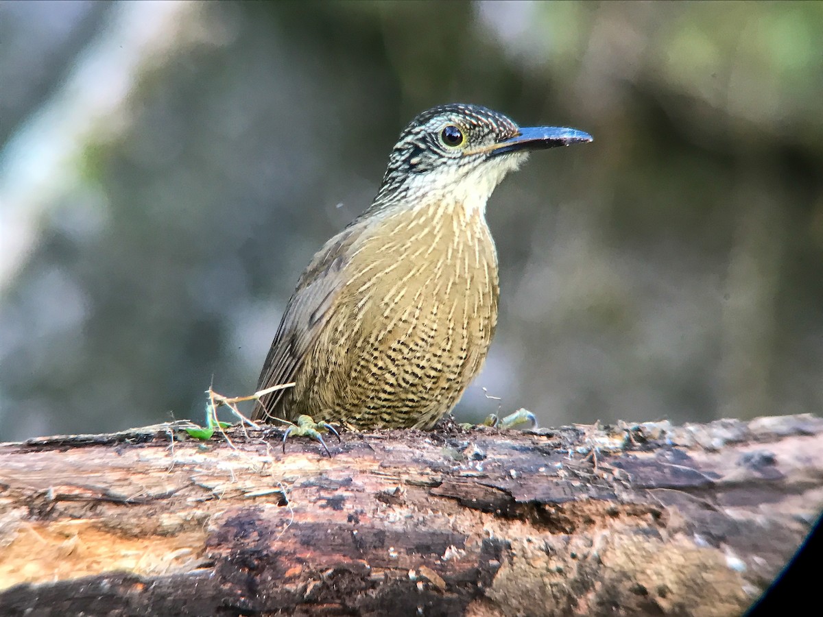 Planalto Woodcreeper - ML645495770