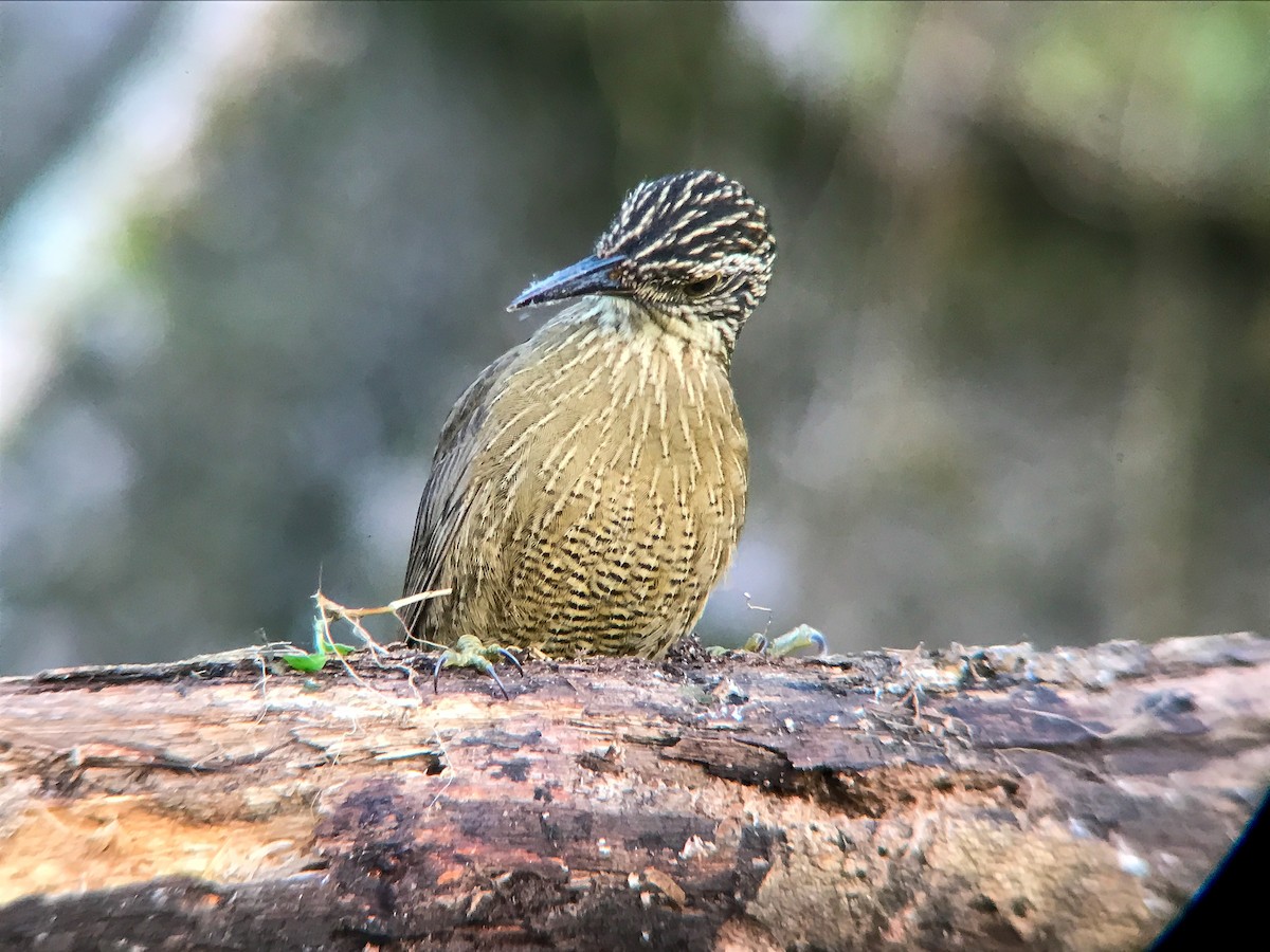 Planalto Woodcreeper - ML645495771