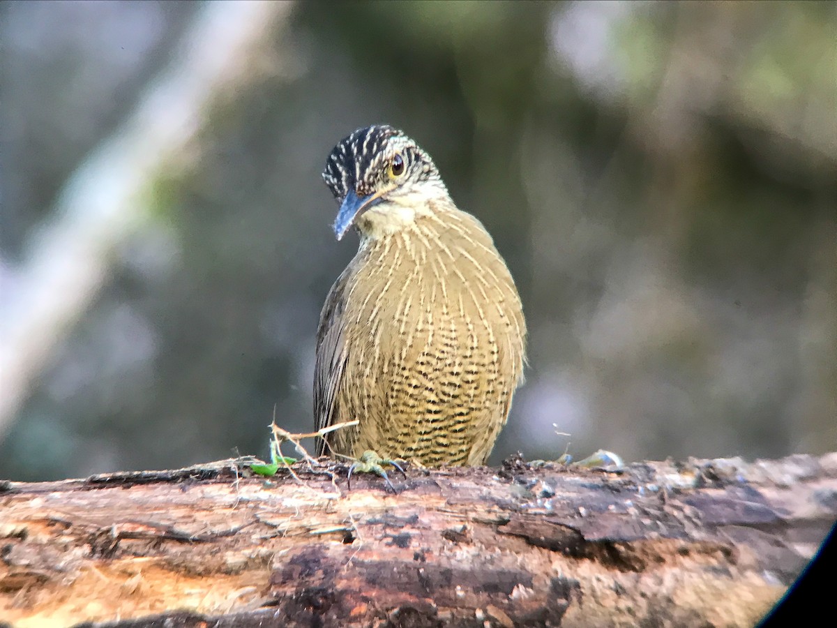 Planalto Woodcreeper - ML645495772