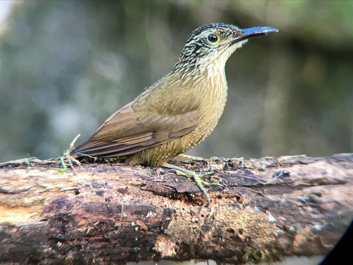 Planalto Woodcreeper - ML645495773