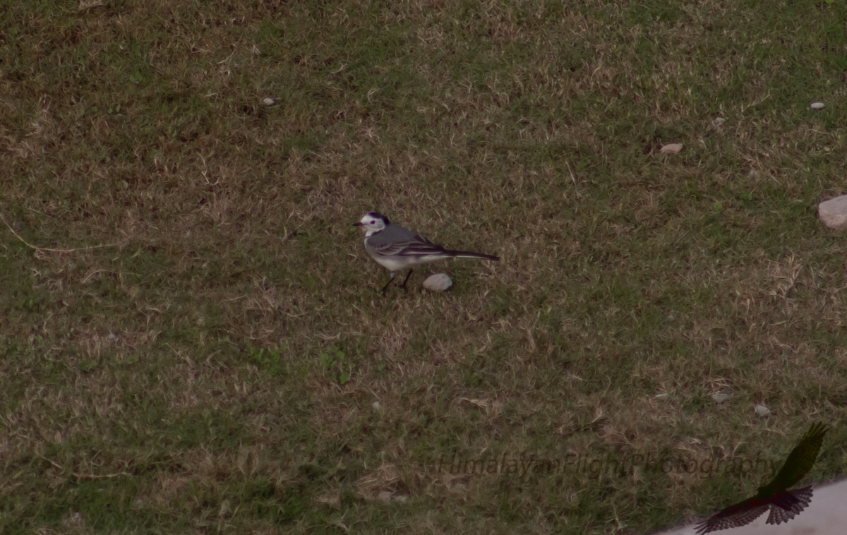 White Wagtail - ML645495774