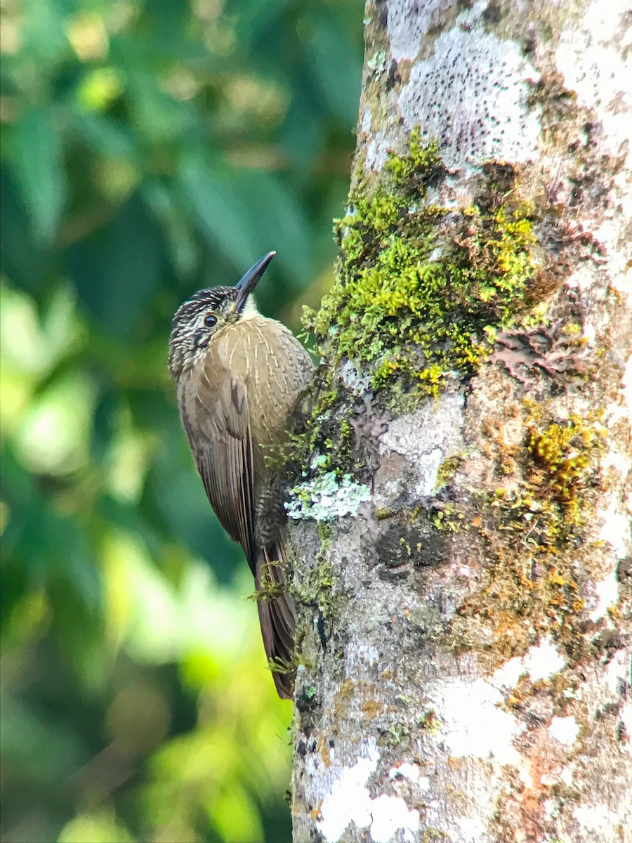 Planalto Woodcreeper - ML645495775