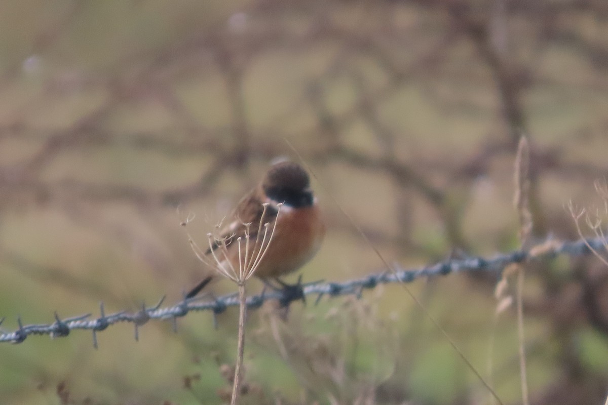 European Stonechat - ML645495787