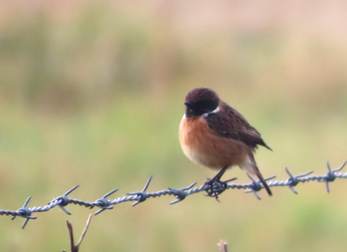 European Stonechat - ML645495796