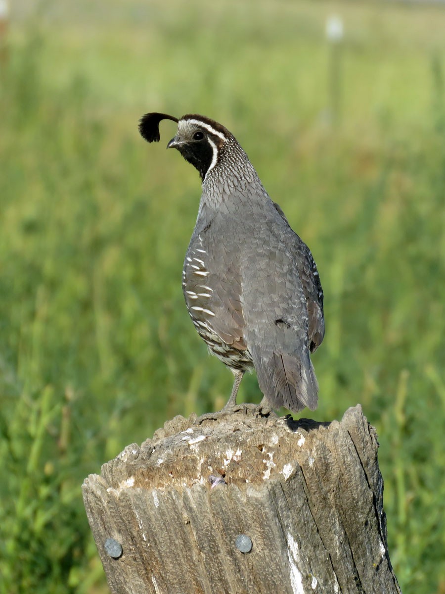 California Quail - Jeff Zolotar