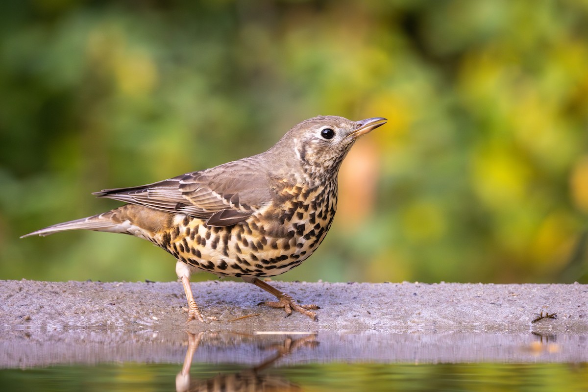 Grive draine - ML645495813