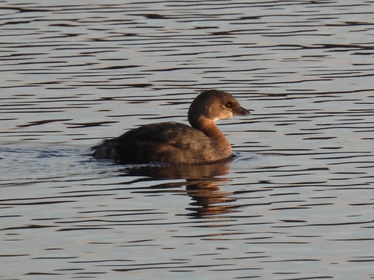 Pied-billed Grebe - ML645495822
