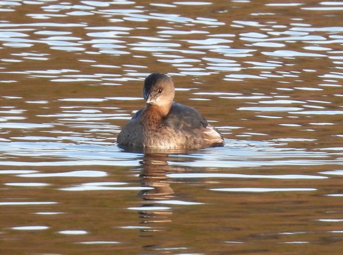 Pied-billed Grebe - ML645495823