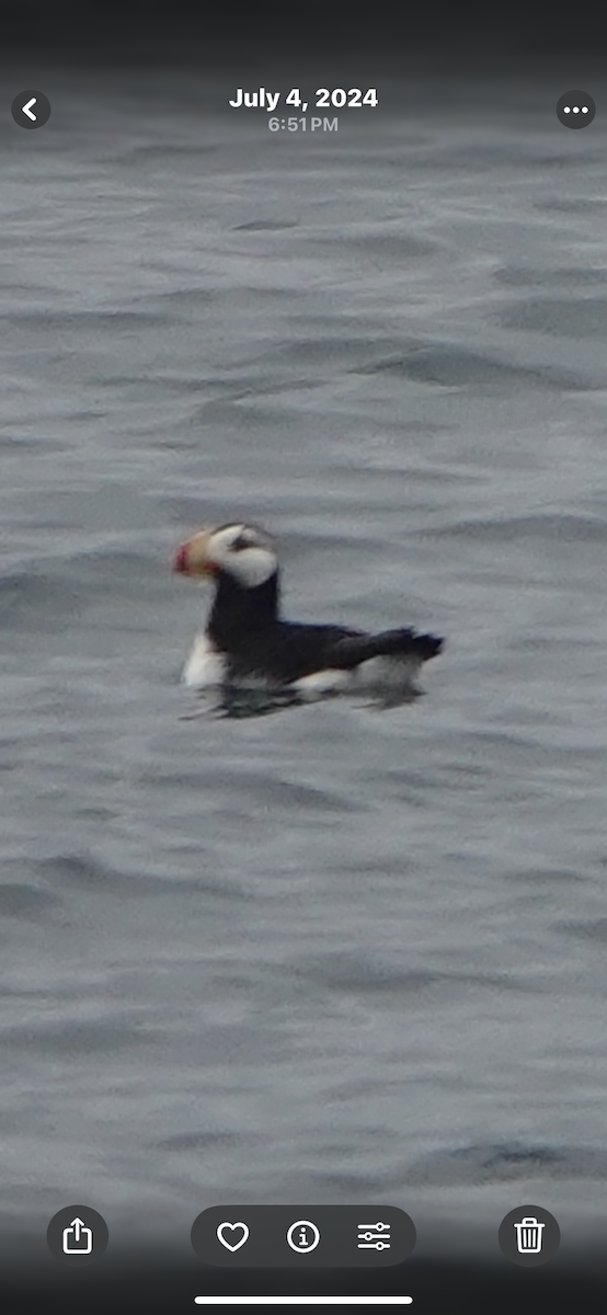 Horned Puffin - ML645495825