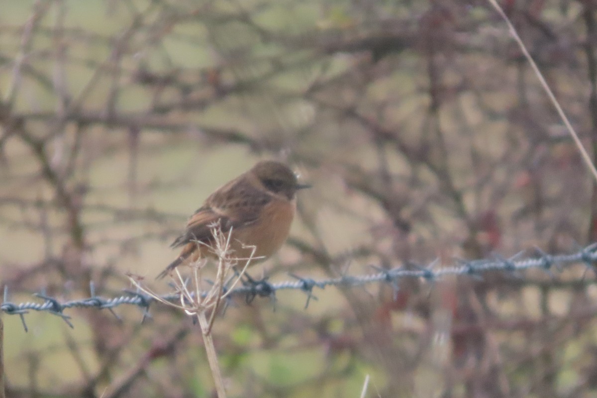 European Stonechat - ML645495828