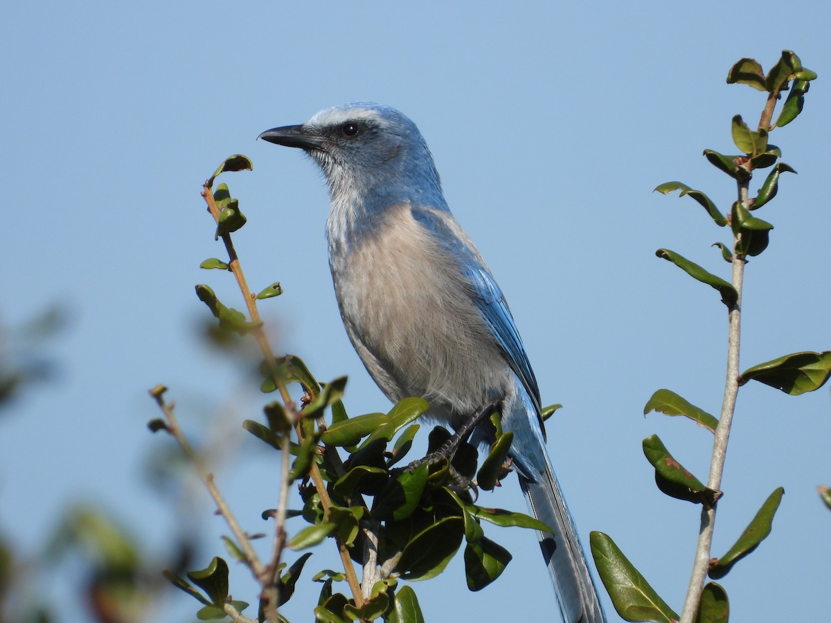 Florida Scrub-Jay - ML645495837