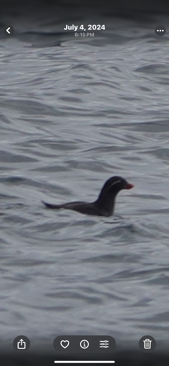 Parakeet Auklet - ML645495841