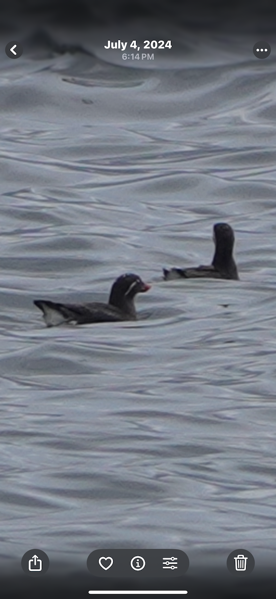 Parakeet Auklet - ML645495842