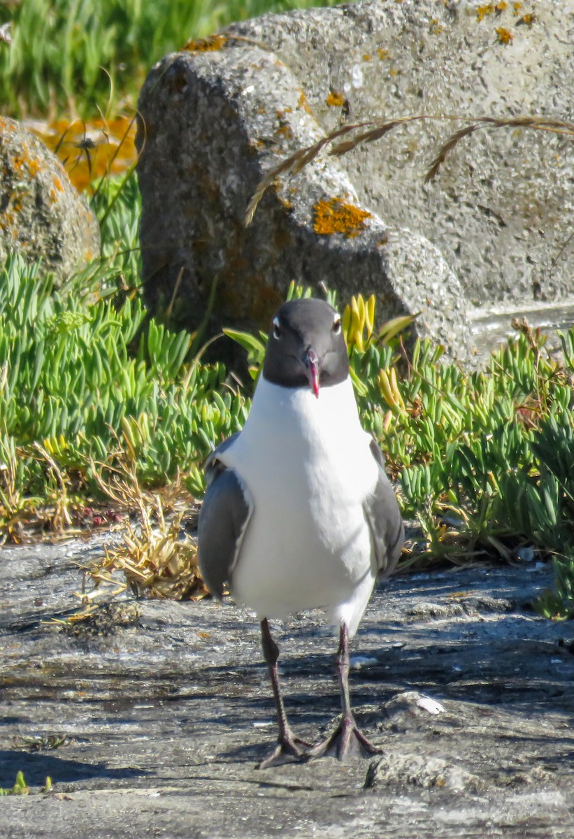 Laughing Gull - ML645495843