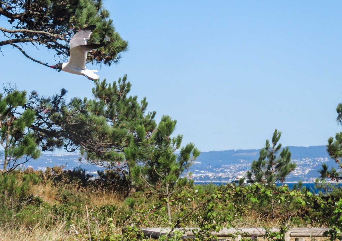 Laughing Gull - ML645495844
