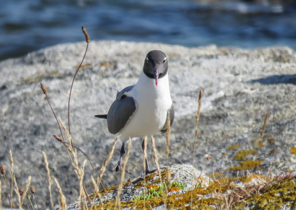 Laughing Gull - ML645495845