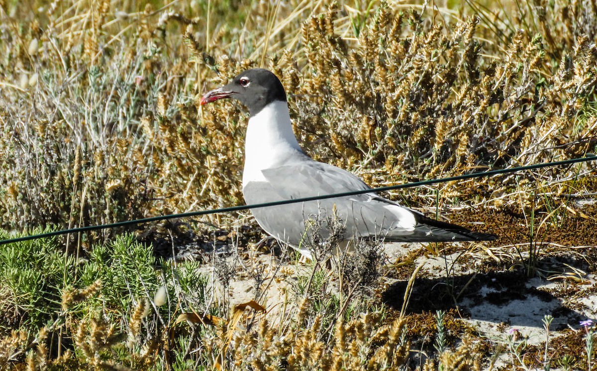 Laughing Gull - ML645495846