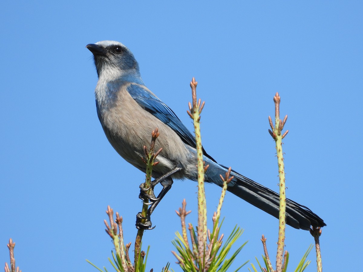 Florida Scrub-Jay - ML645495853
