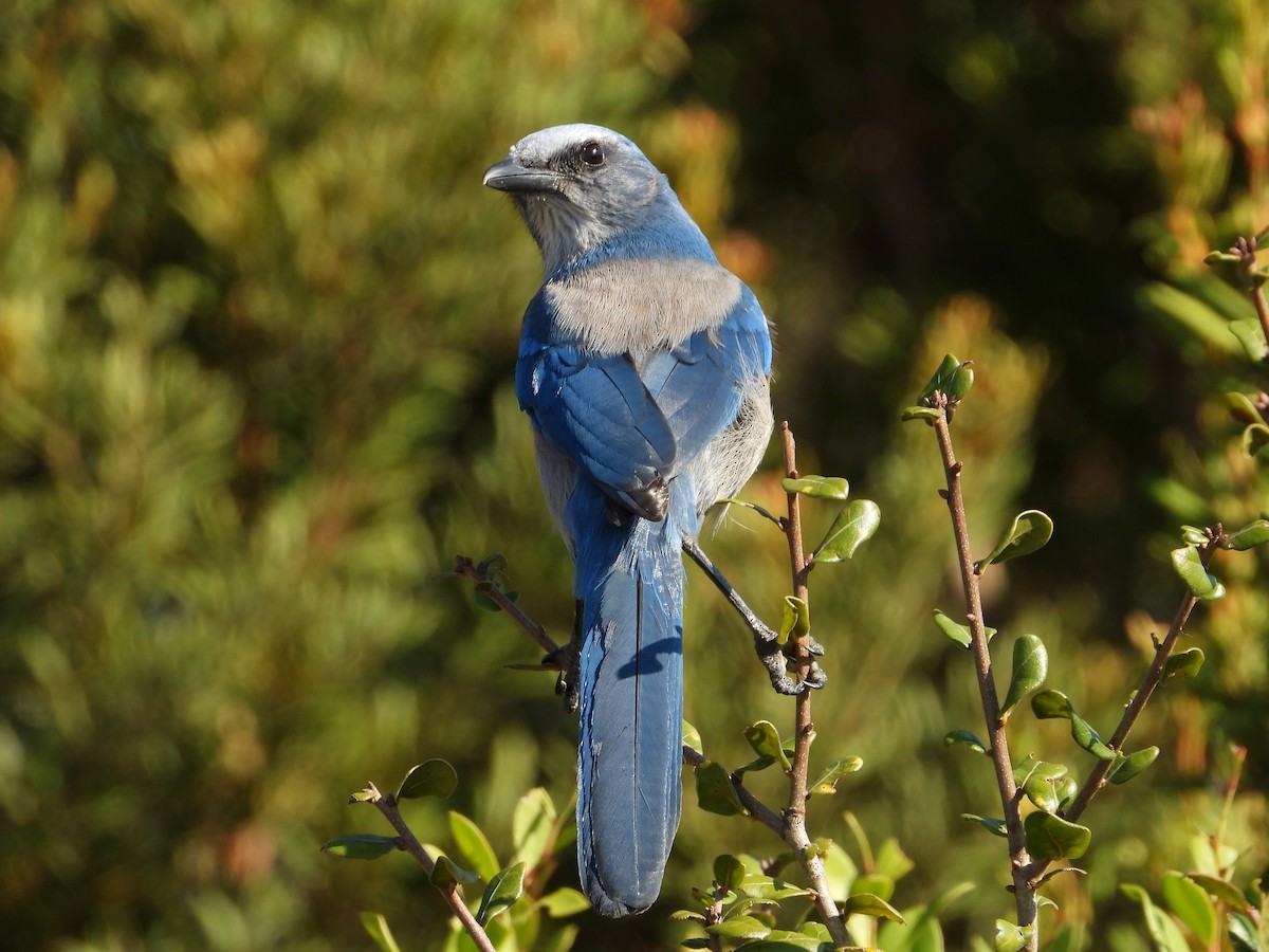 Florida Scrub-Jay - ML645495855