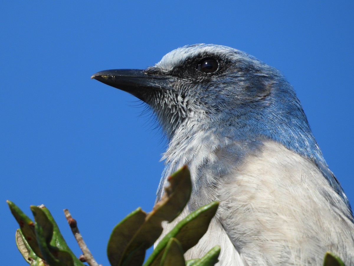 Florida Scrub-Jay - ML645495856
