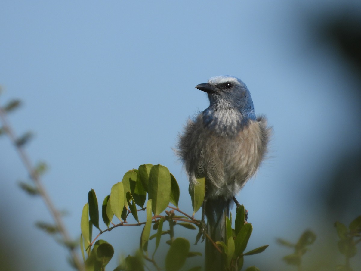 Florida Scrub-Jay - ML645495858