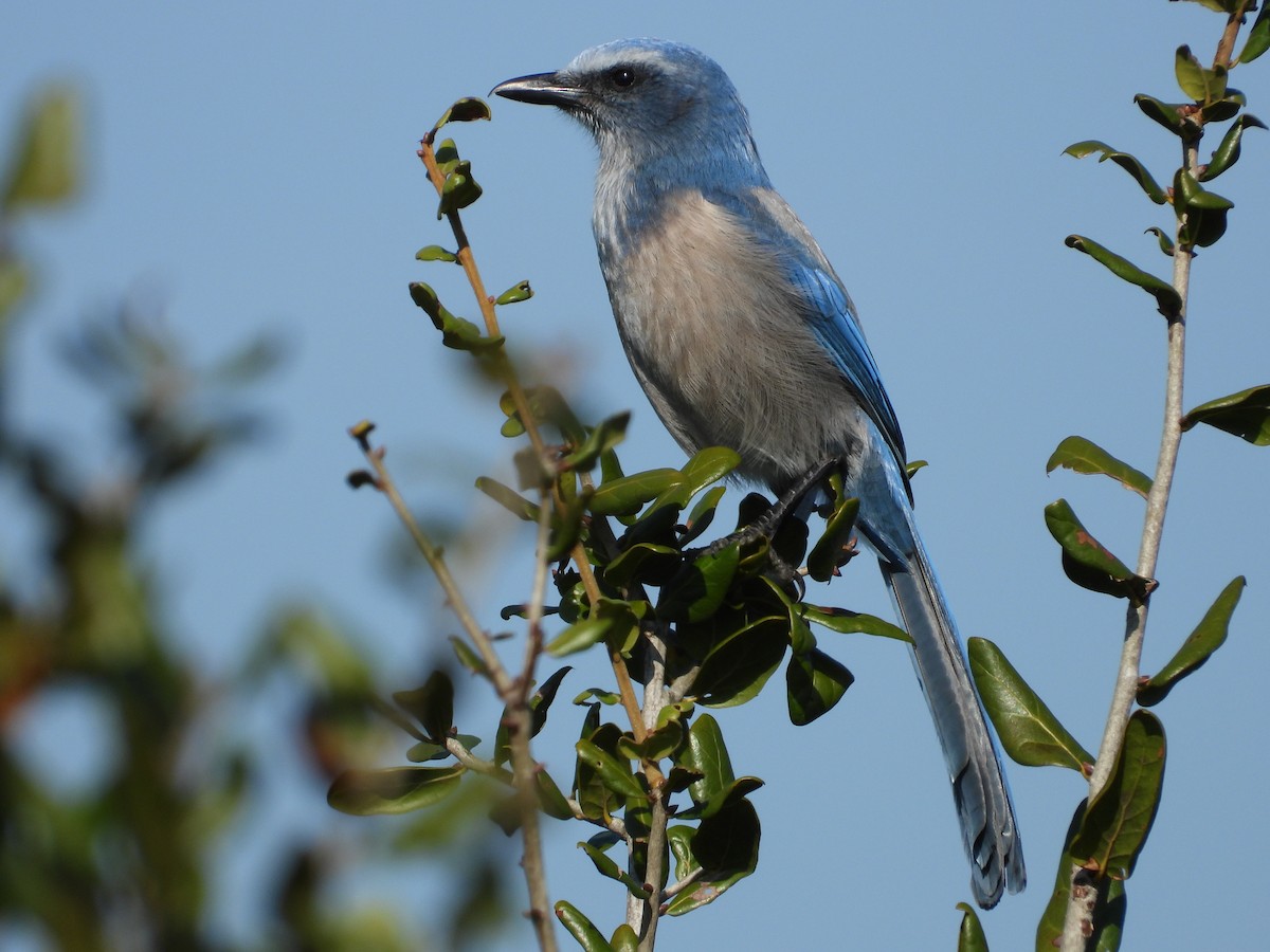 Florida Scrub-Jay - ML645495861