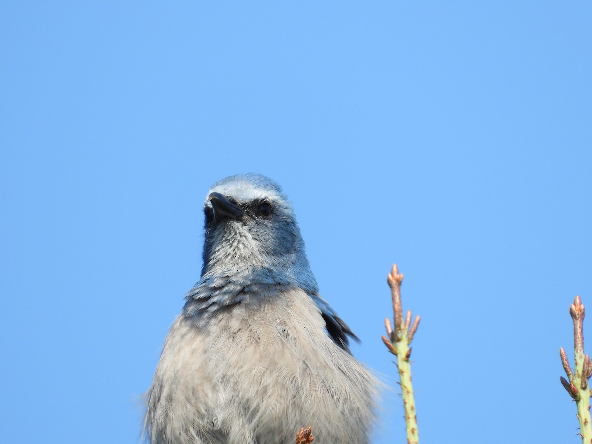Florida Scrub-Jay - ML645495862