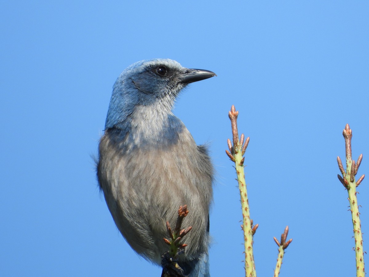 Florida Scrub-Jay - ML645495863
