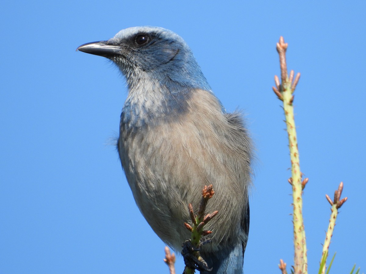 Florida Scrub-Jay - ML645495864