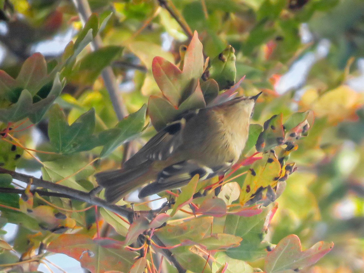 Goldcrest - ML645495871