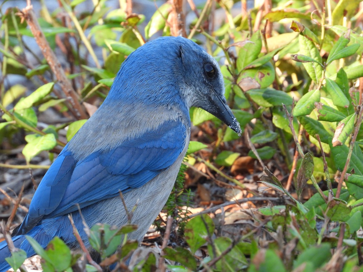 Florida Scrub-Jay - ML645495875