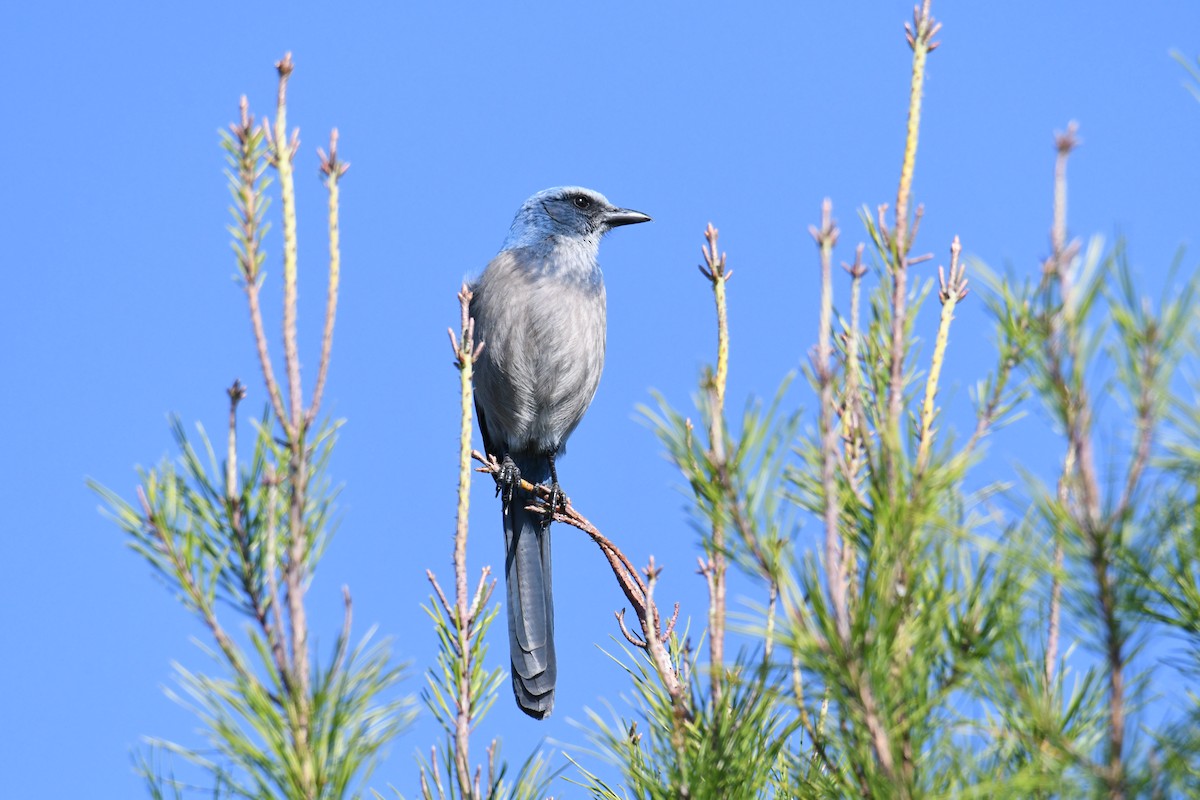 Florida Scrub-Jay - ML645495876