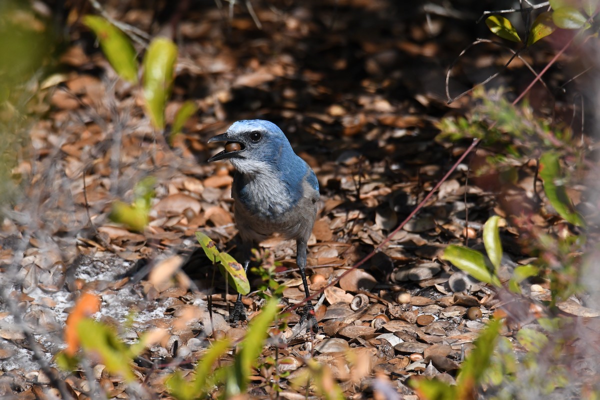 Florida Scrub-Jay - ML645495878