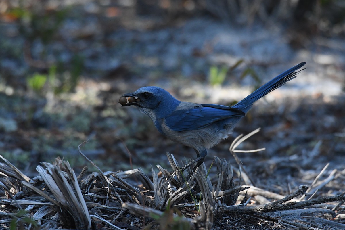 Florida Scrub-Jay - ML645495880