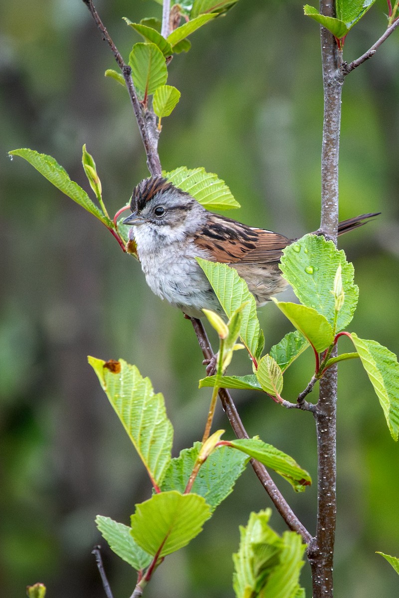 Swamp Sparrow - ML645495883