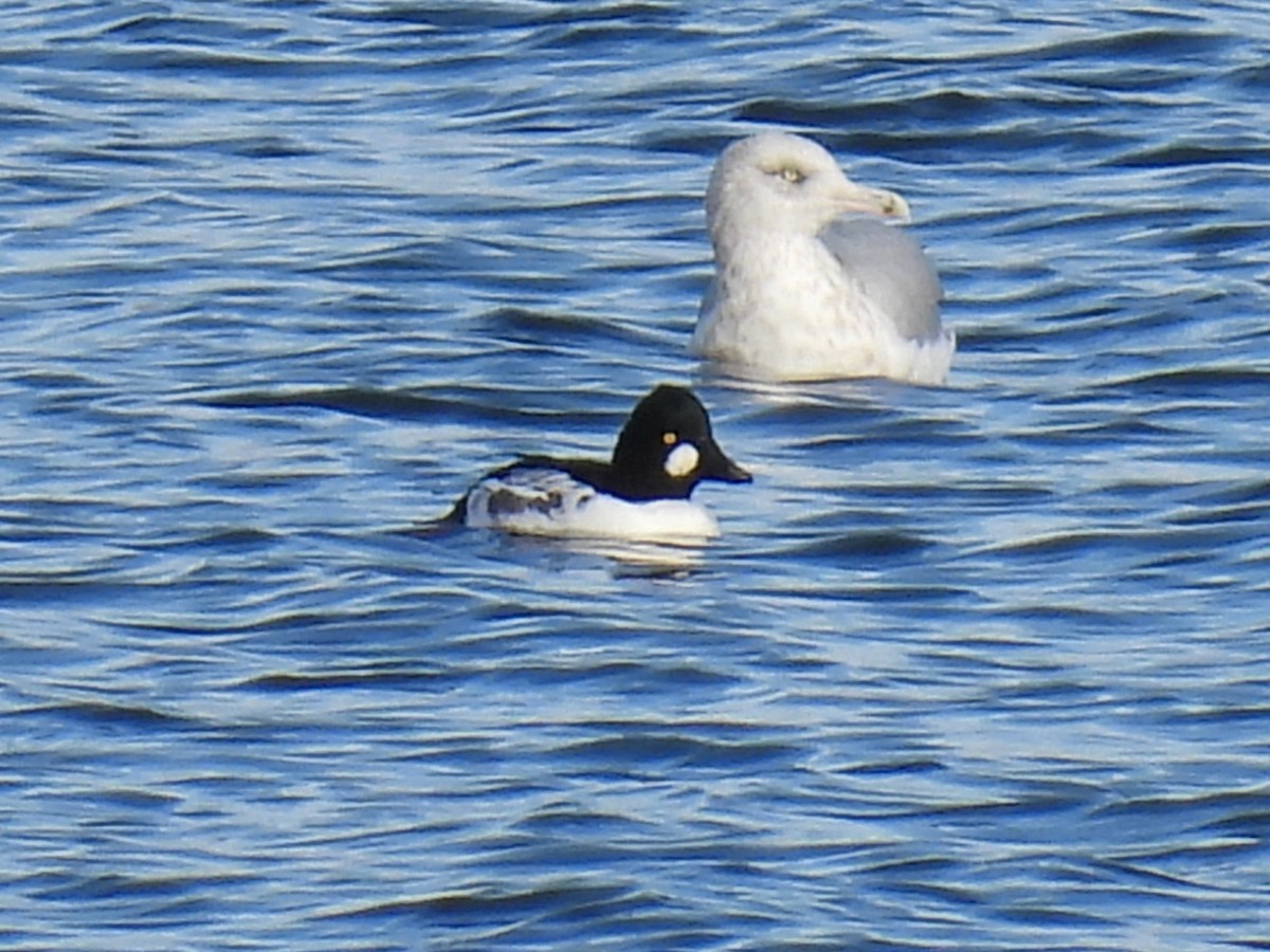 Common Goldeneye - ML645495885