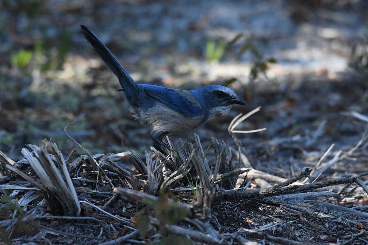 Florida Scrub-Jay - ML645495889