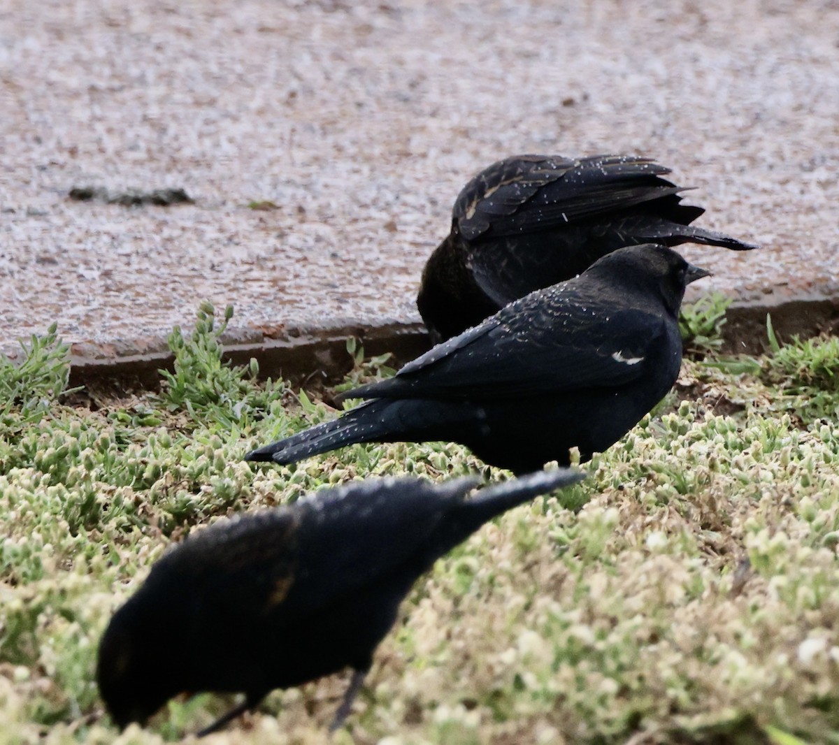Tricolored Blackbird - ML645495890