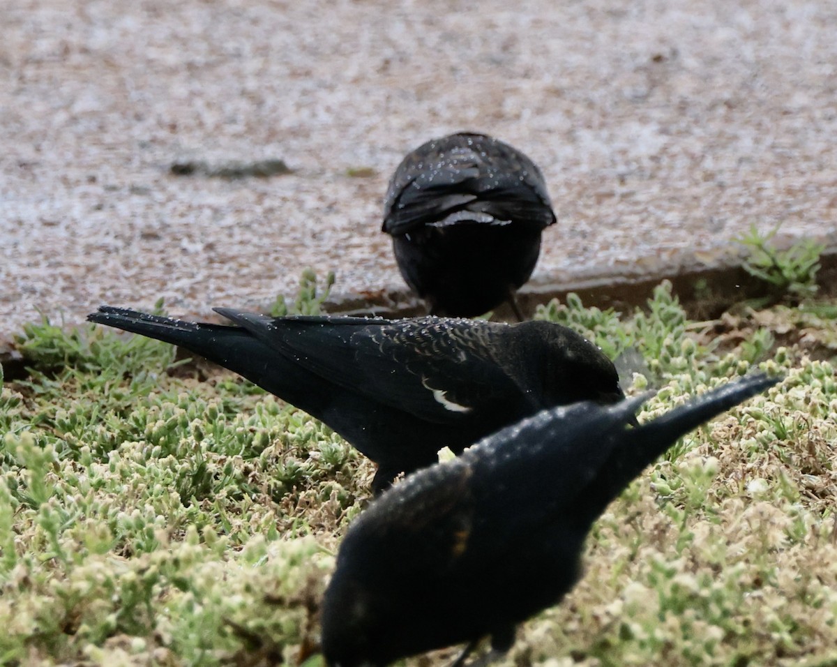 Tricolored Blackbird - ML645495893