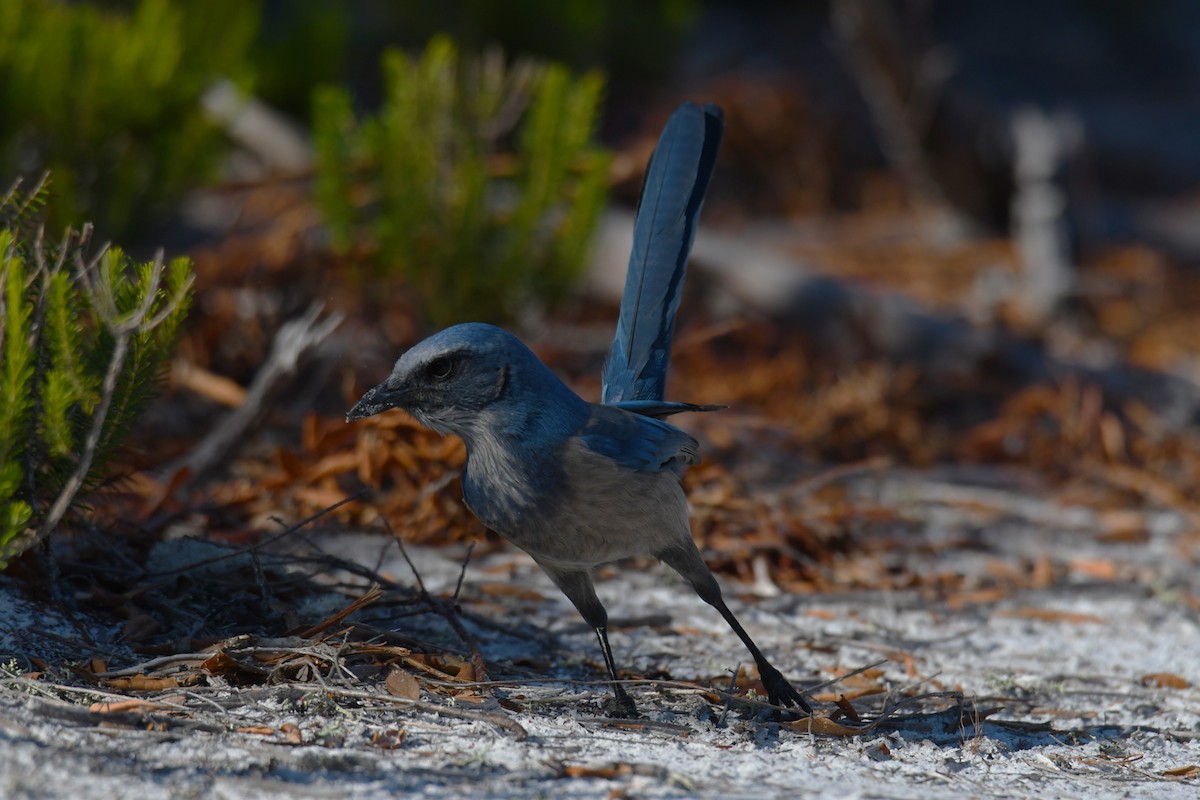 Florida Scrub-Jay - ML645495895