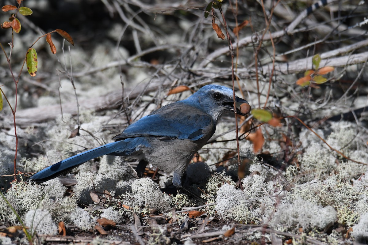 Florida Scrub-Jay - ML645495899