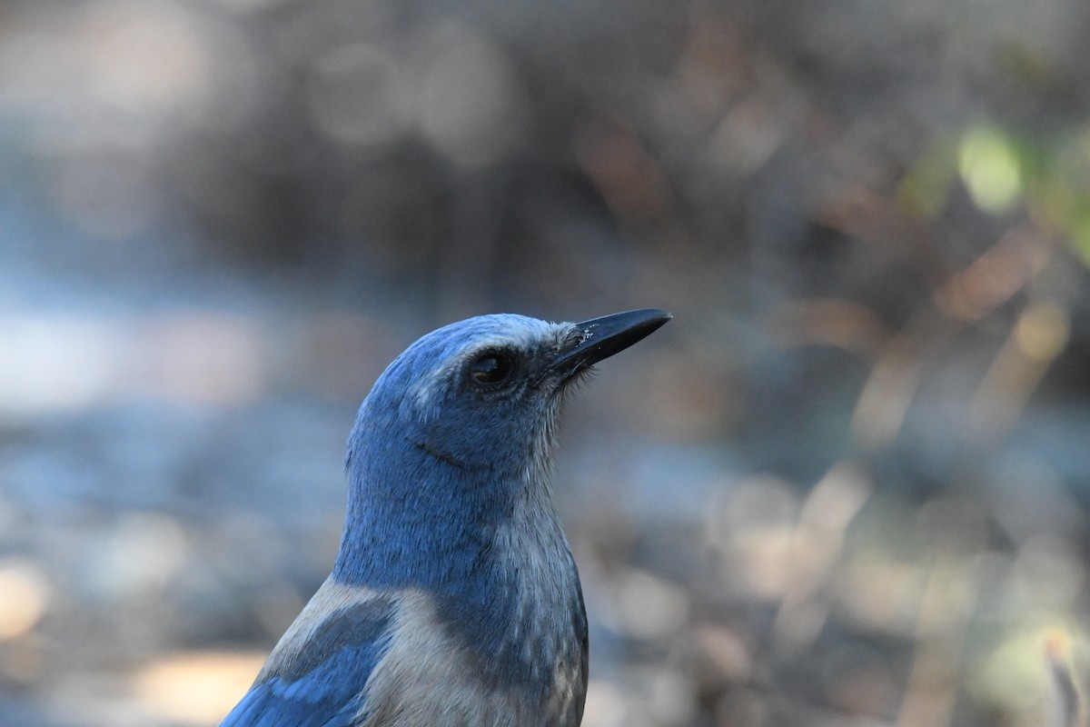 Florida Scrub-Jay - ML645495902
