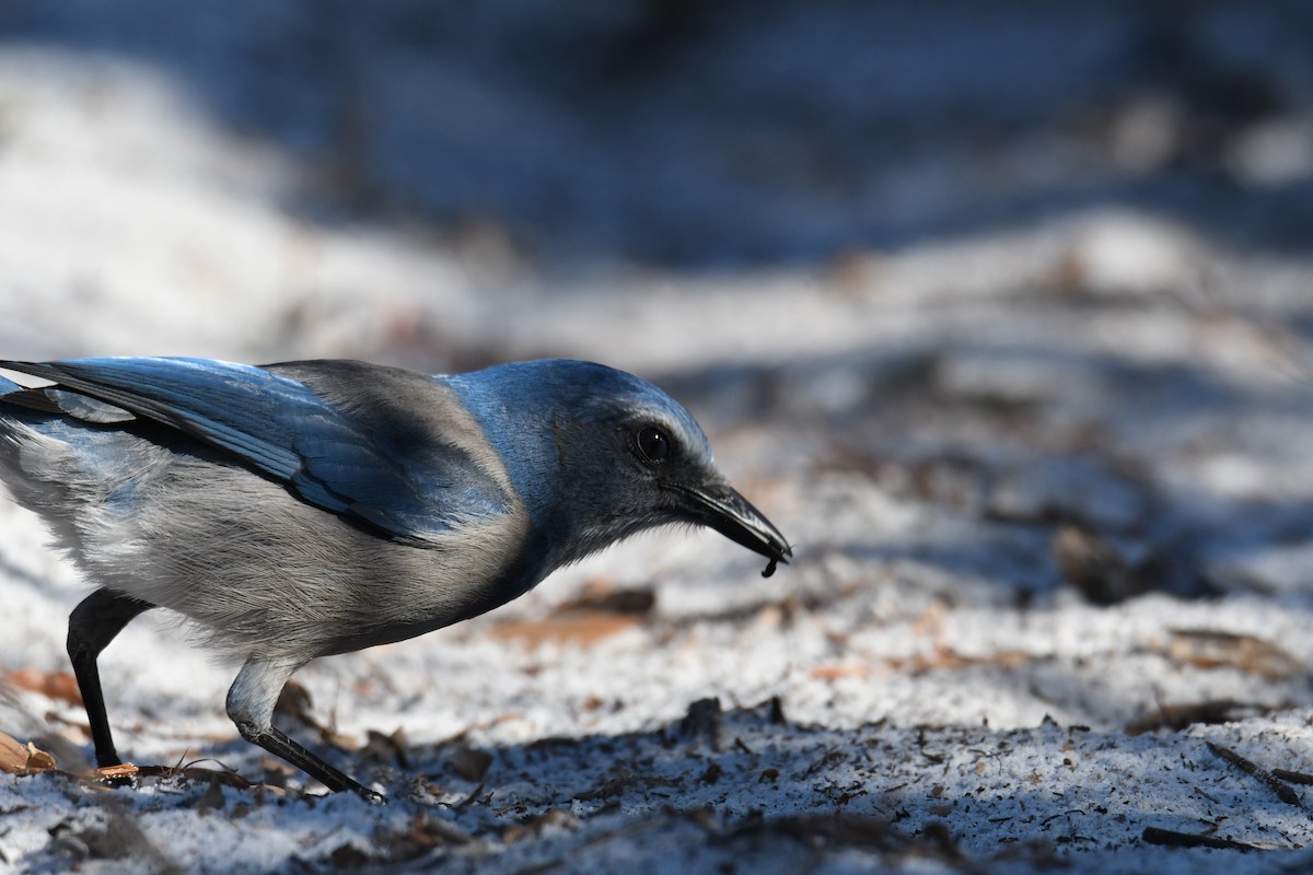 Florida Scrub-Jay - ML645495903