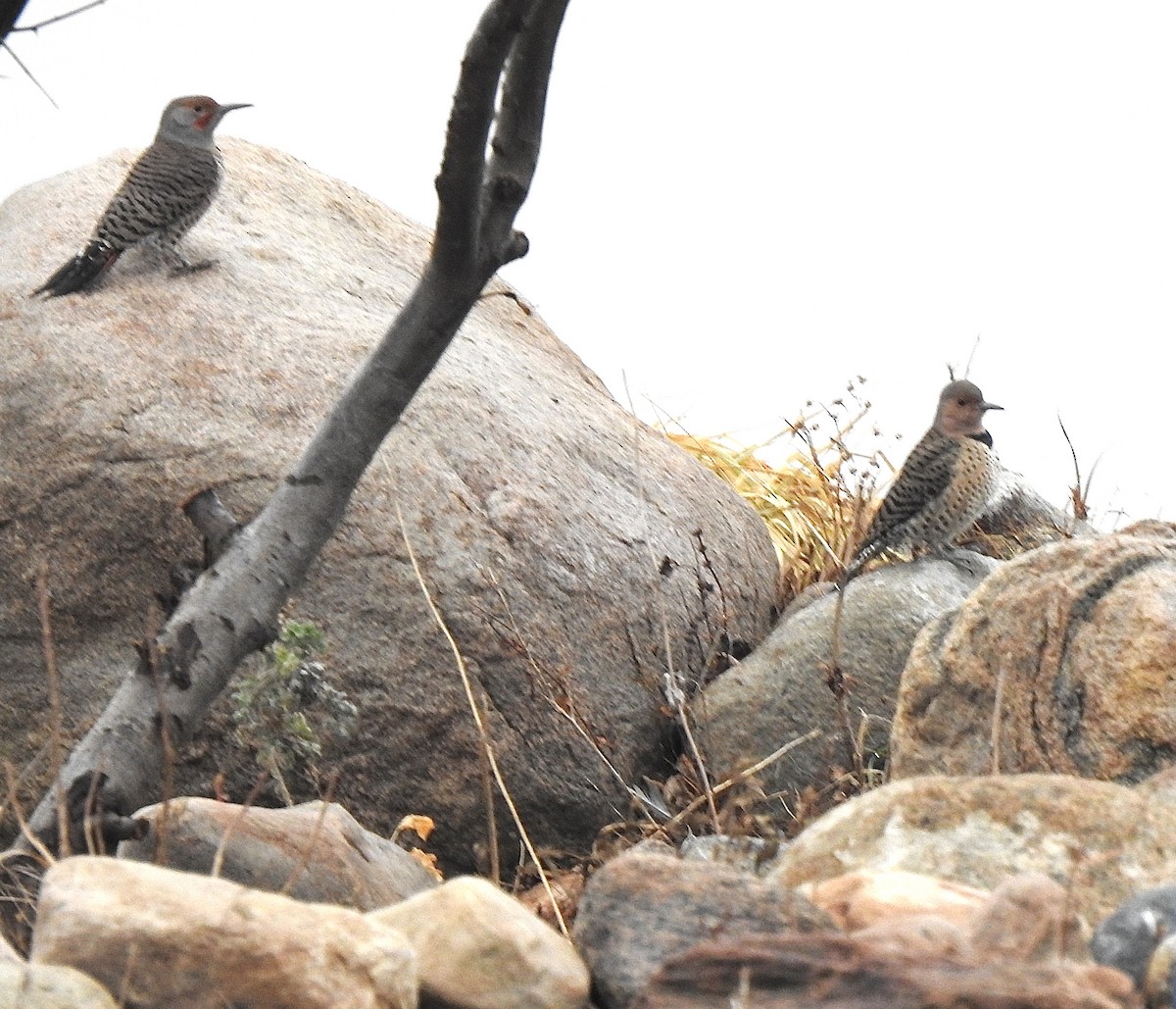 Northern Flicker (Red-shafted) - ML645495912