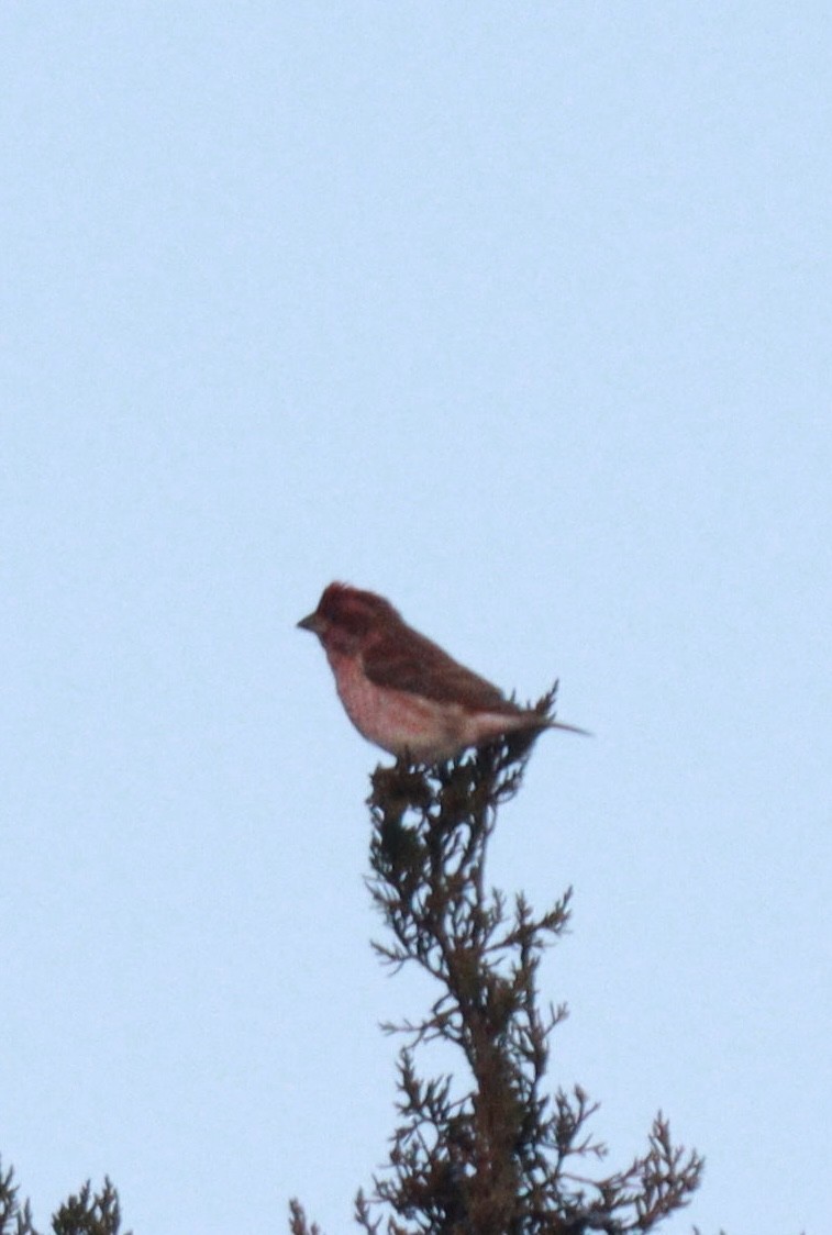 Purpurgimpel - ML645495917