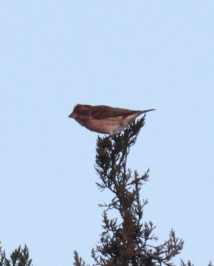 Purpurgimpel - ML645495918