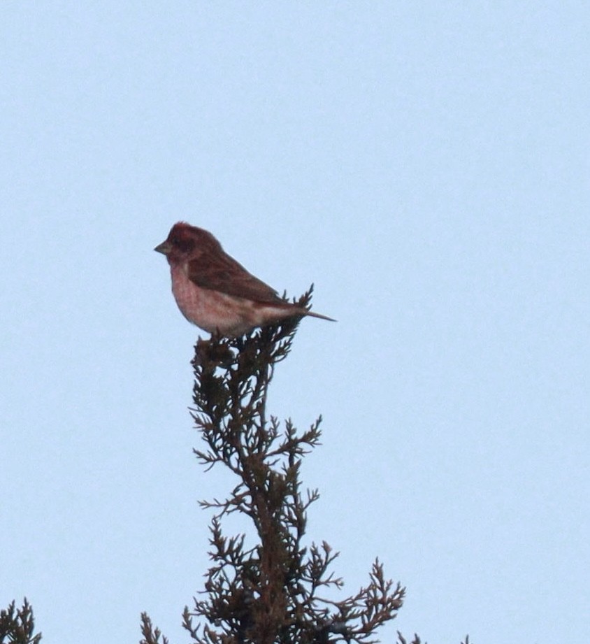 Purpurgimpel - ML645495919