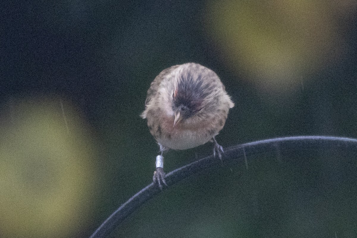 Redpoll (Lesser) - ML645495933