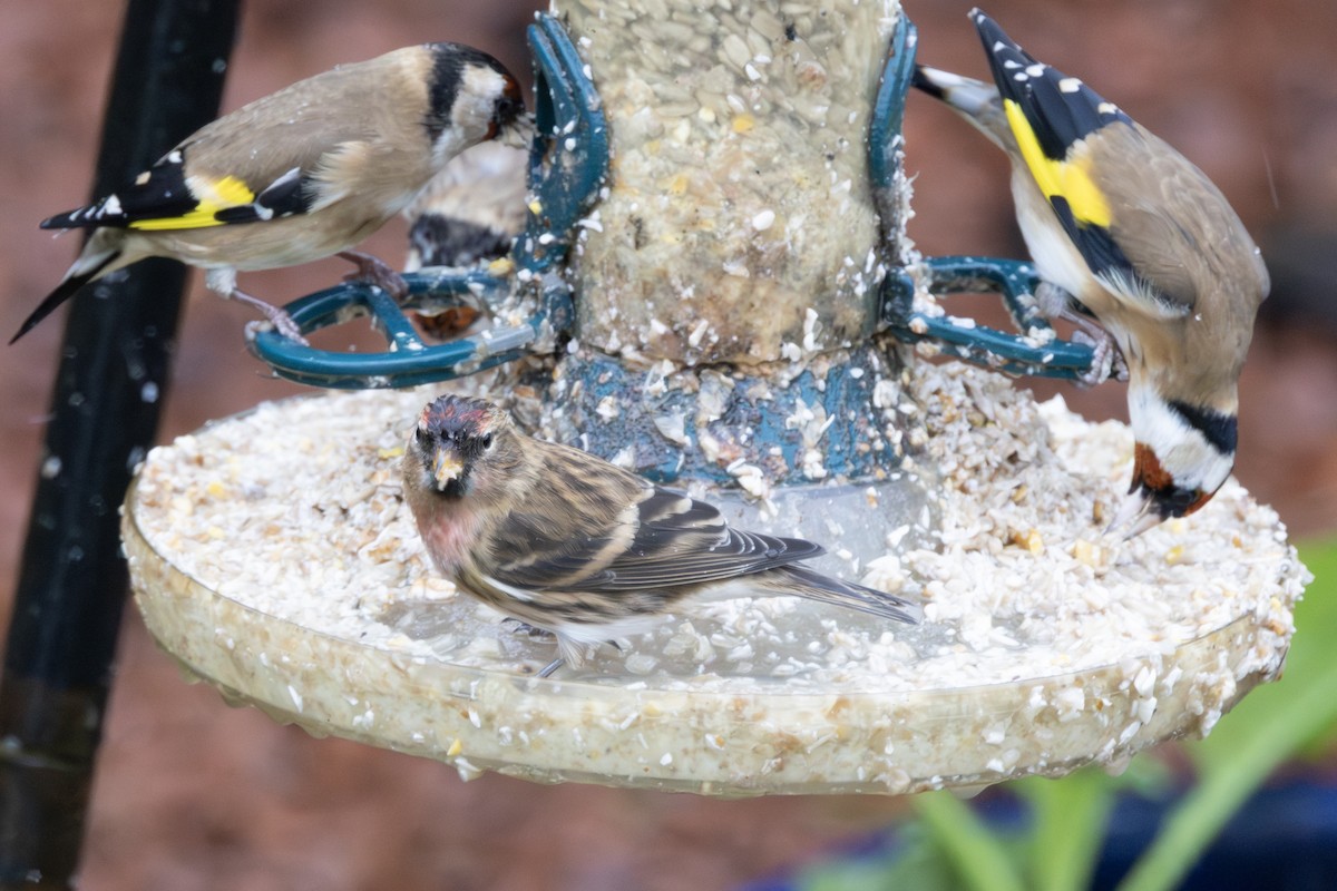 Redpoll (Lesser) - ML645495934