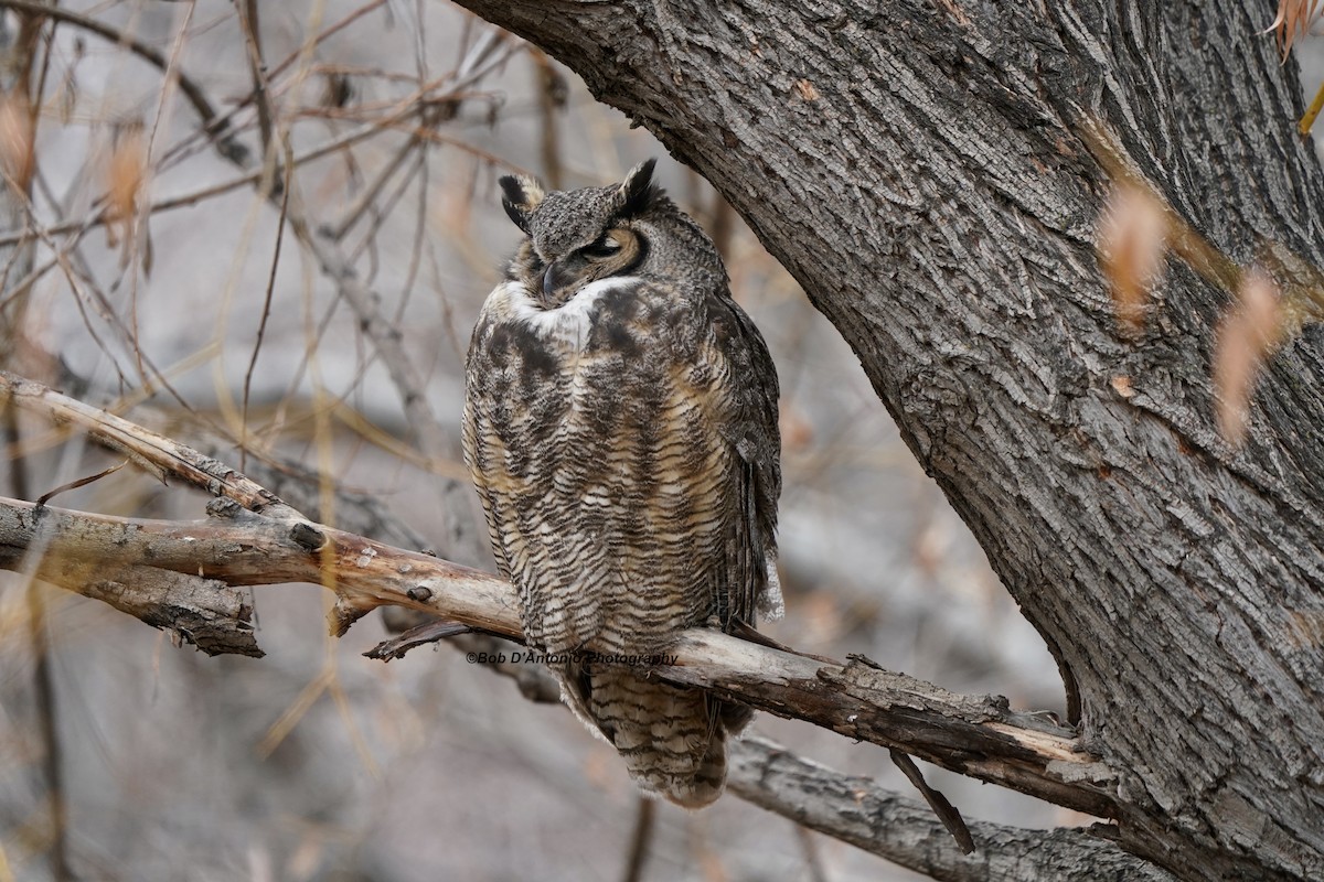 Great Horned Owl - ML645495935